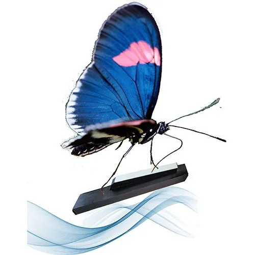 Event image Voříšek na Dunaji